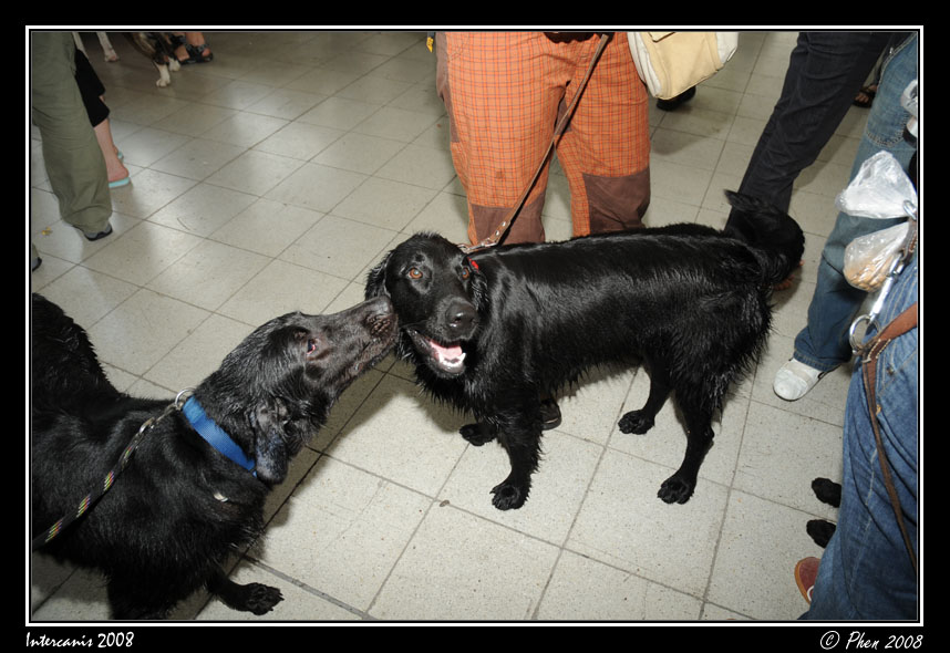 Intercanis_08_009.jpg