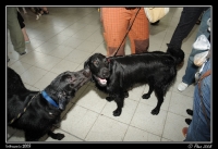 Intercanis_08_009.jpg