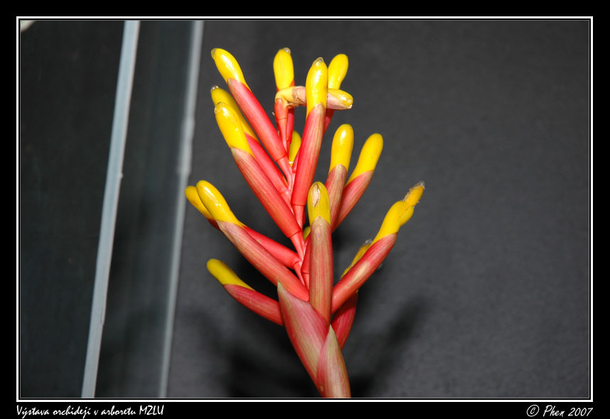 Orchideje_007.jpg