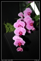 Orchideje_004.jpg