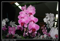 Orchideje_005.jpg