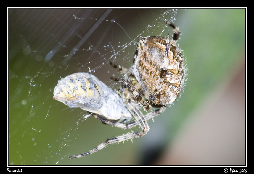 Pavoucci_004.jpg
