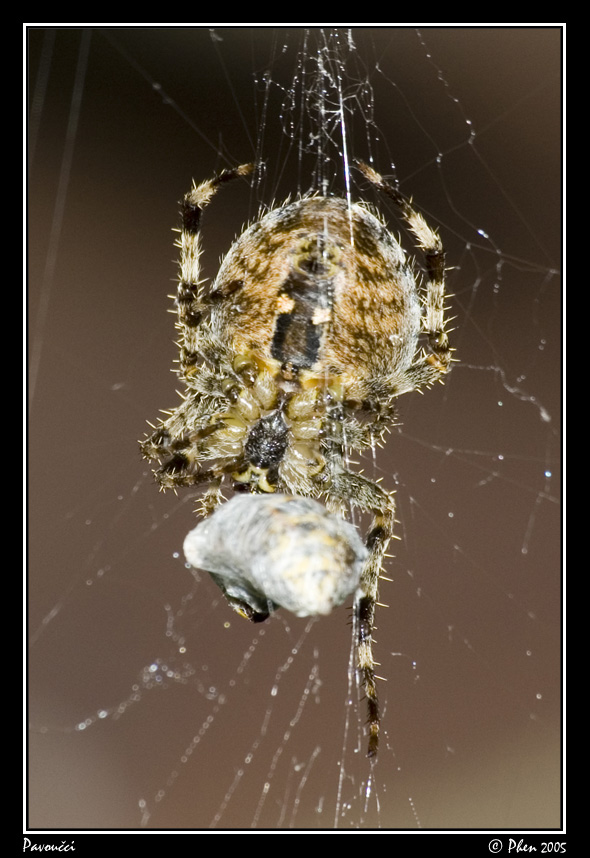 Pavoucci_005.jpg
