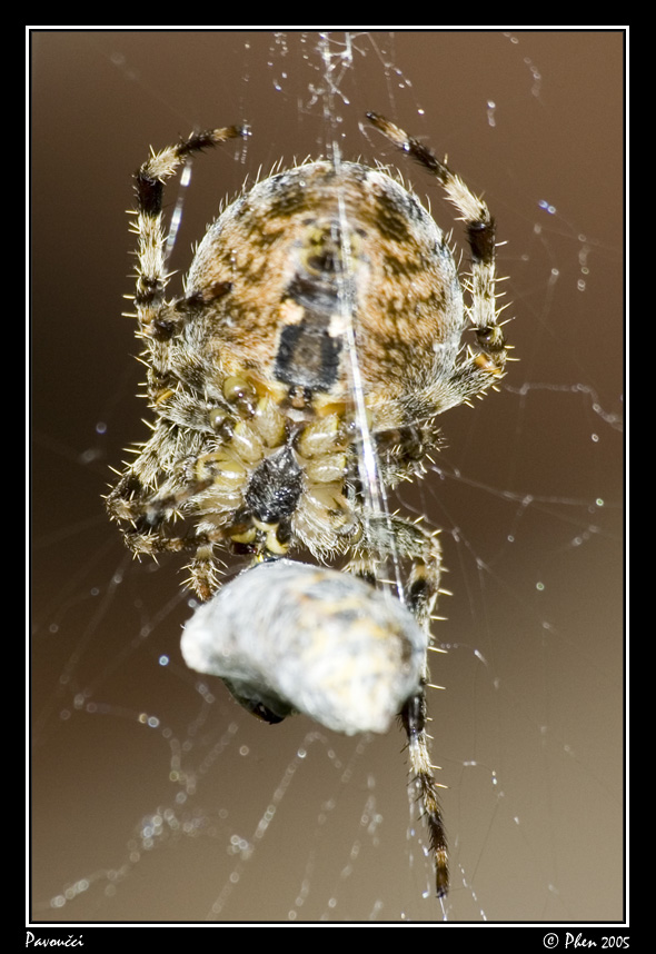 Pavoucci_006.jpg
