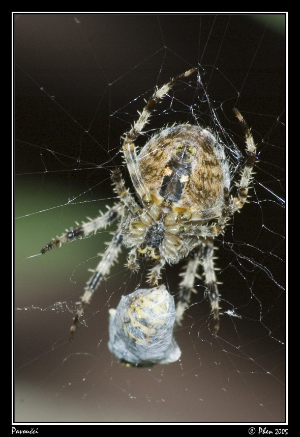 Pavoucci_008.jpg