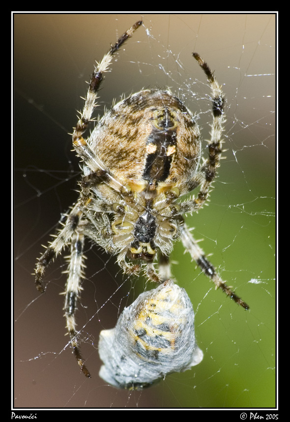 Pavoucci_009.jpg