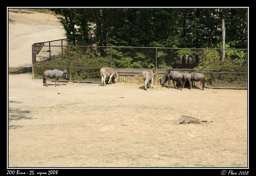 ZOO_250808_033.jpg
