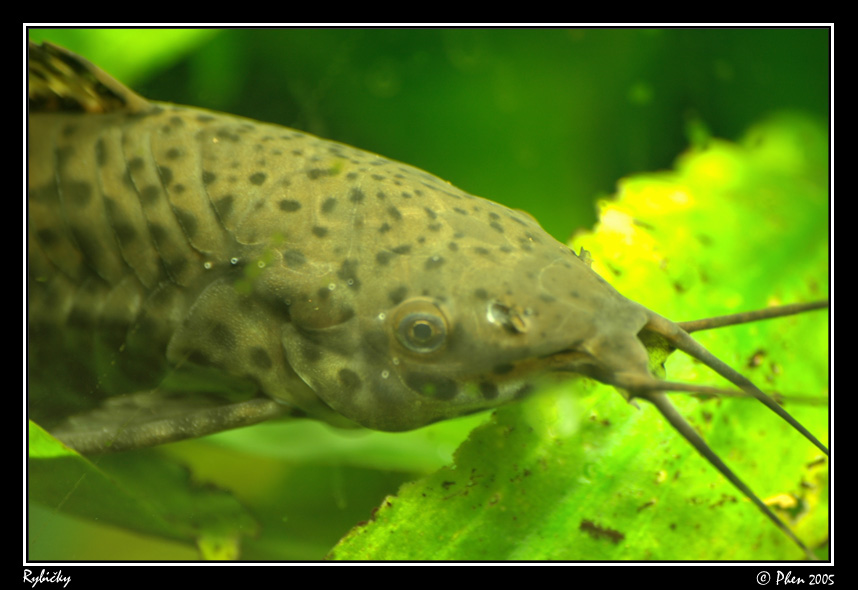 SumeÄŤek
UĹ™ hodnÄ› starĹľ sumeÄŤek
