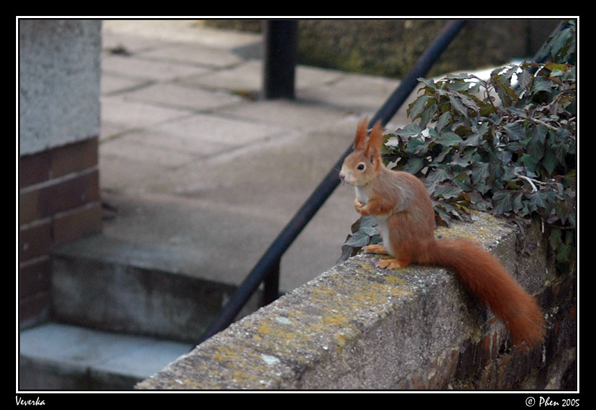 Veverka_006.jpg