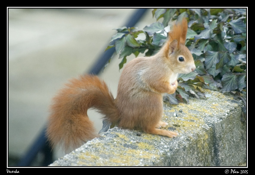 Veverka_008.jpg