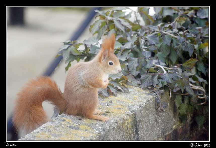 Veverka_009.jpg