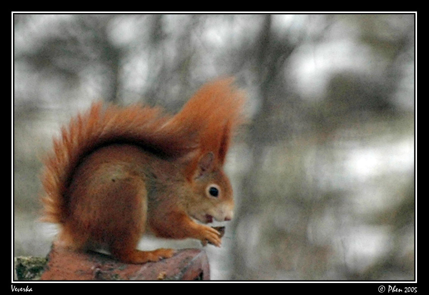 Veverka_022.jpg