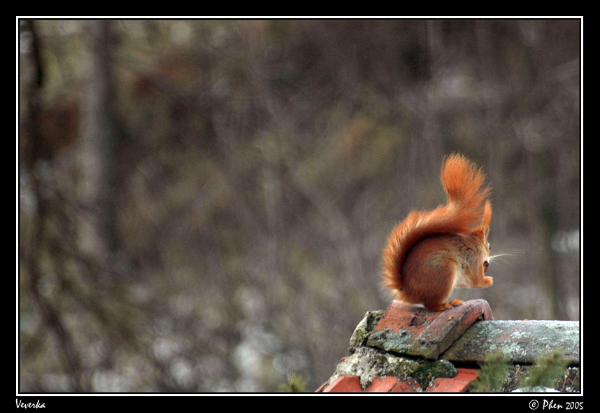 Veverka_023.jpg