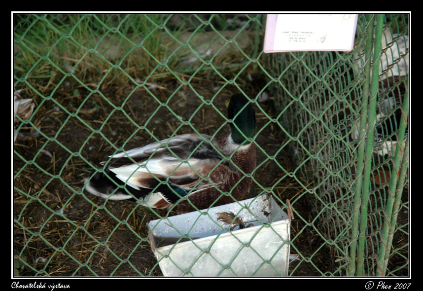 Chovatele_07_004.jpg