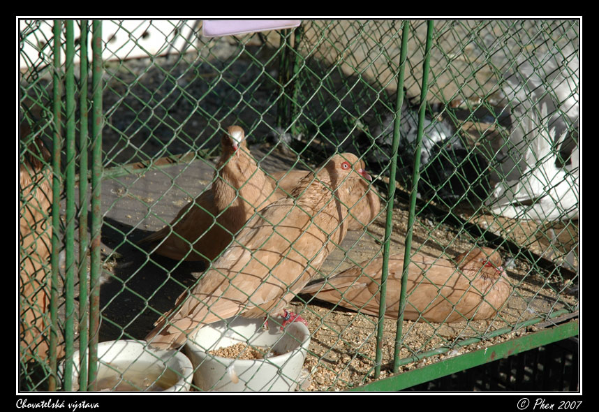 Chovatele_07_051.jpg