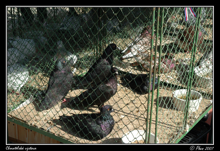Chovatele_07_077.jpg